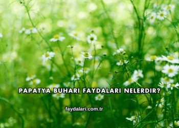 Papatya Buharı Faydaları Nelerdir?