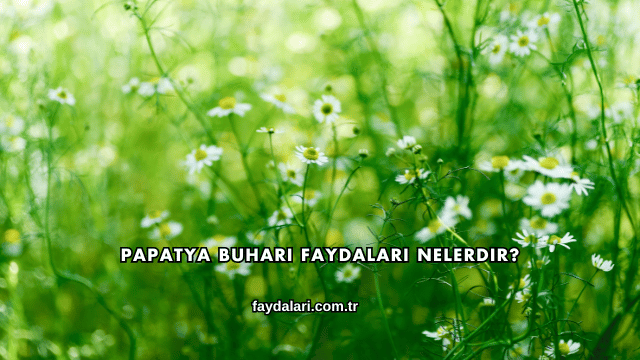 Papatya Buharı Faydaları Nelerdir?