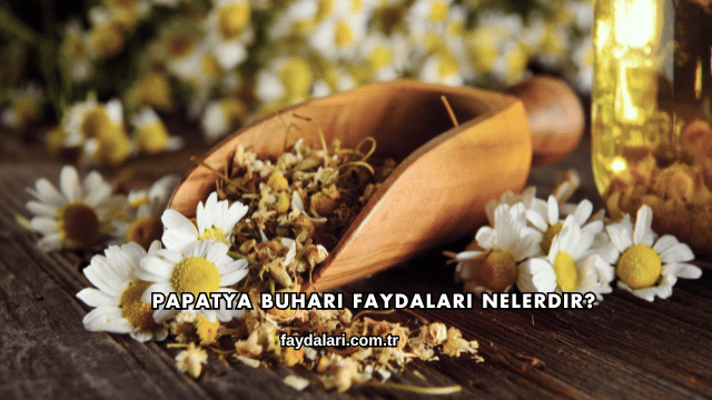 Papatya Buharı Faydaları Nelerdir?
