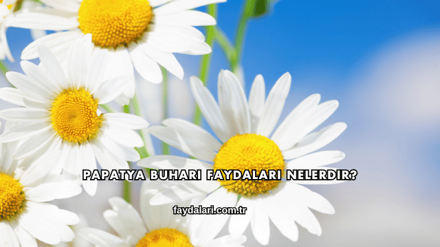 Papatya Buharı Faydaları Nelerdir?