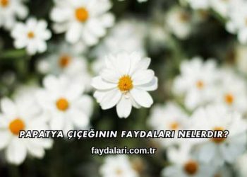 Papatya Çiçeğinin Faydaları Nelerdir?