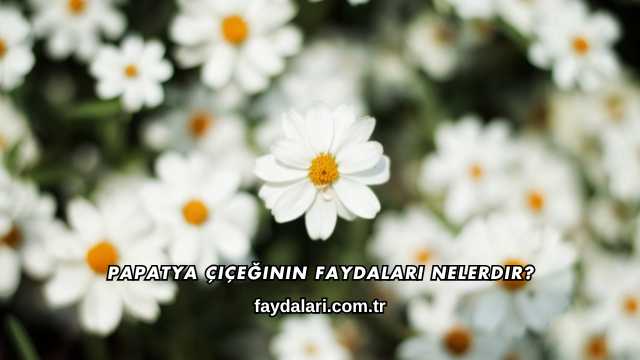 Papatya Çiçeğinin Faydaları Nelerdir?