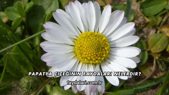 Papatya Çiçeğinin Faydaları Nelerdir?