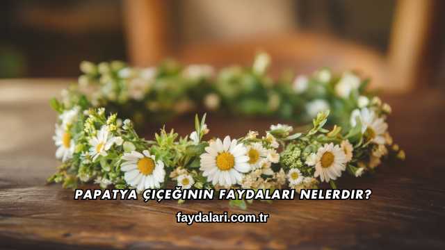 Papatya Çiçeğinin Faydaları Nelerdir?