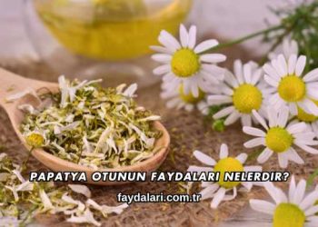 Papatya Otunun Faydaları Nelerdir?