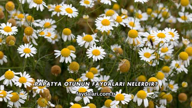 Papatya Otunun Faydaları Nelerdir?