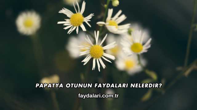 Papatya Otunun Faydaları Nelerdir?