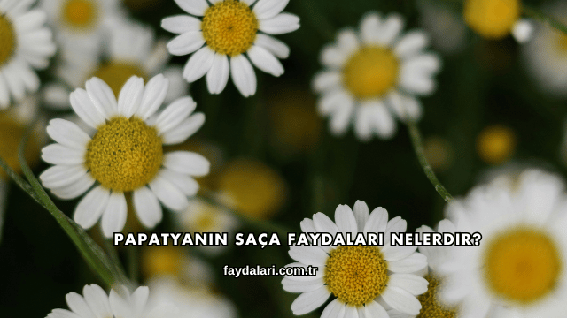 Papatyanın Saça Faydaları Nelerdir?