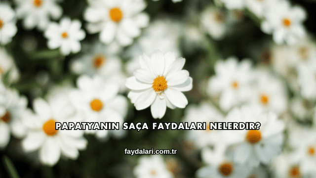 Papatyanın Saça Faydaları Nelerdir?