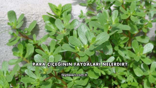 Para Çiçeğinin Faydaları Nelerdir?