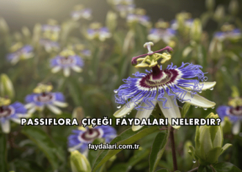 Passiflora Çiçeği Faydaları Nelerdir?