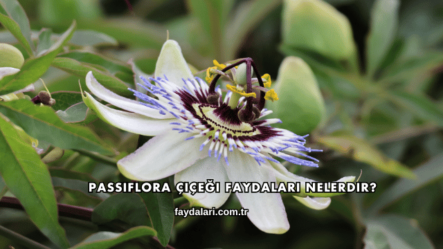 Passiflora Çiçeği Faydaları Nelerdir?
