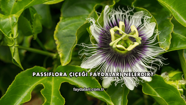Passiflora Çiçeği Faydaları Nelerdir?