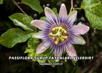 Passiflora Şurup Faydaları Nelerdir?