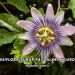 Passiflora Şurup Faydaları Nelerdir?