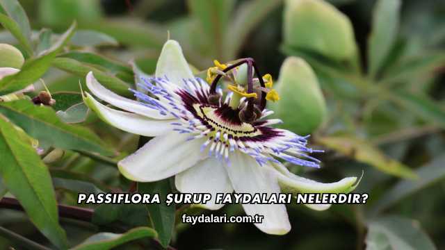 Passiflora Şurup Faydaları Nelerdir?