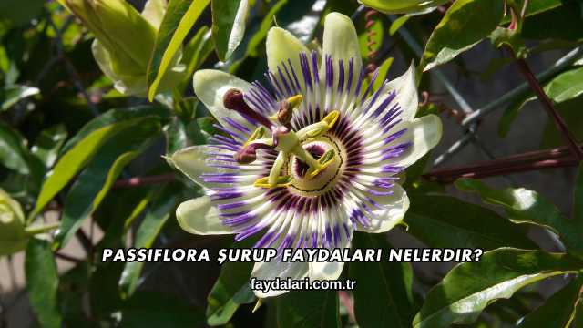 Passiflora Şurup Faydaları Nelerdir?