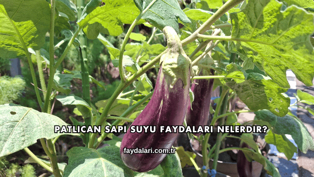 Patlıcan Sapı Suyu Faydaları Nelerdir?