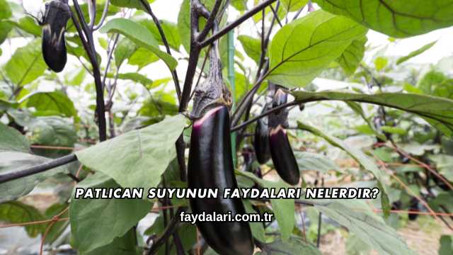 Patlıcan Suyunun Faydaları Nelerdir?