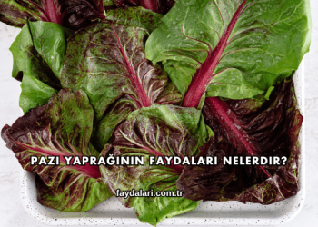 Pazı Yaprağının Faydaları Nelerdir?