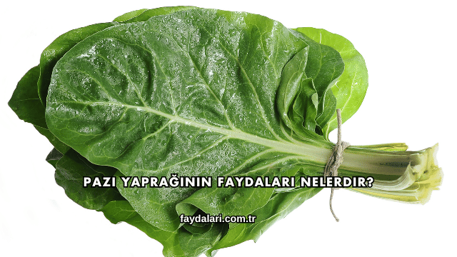 Pazı Yaprağının Faydaları Nelerdir?