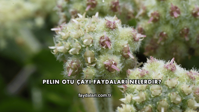 Pelin Otu Çayı Faydaları Nelerdir?
