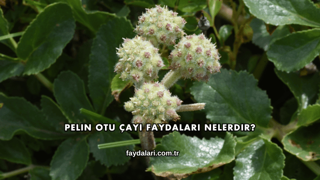Pelin Otu Çayı Faydaları Nelerdir?