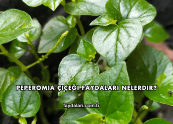 Peperomia Çiçeği Faydaları Nelerdir?