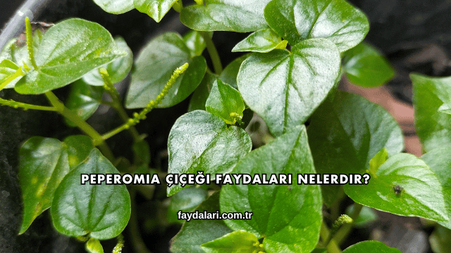 Peperomia Çiçeği Faydaları Nelerdir?