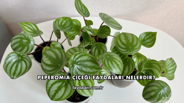 Peperomia Çiçeği Faydaları Nelerdir?