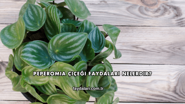 Peperomia Çiçeği Faydaları Nelerdir?