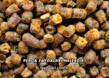Perga Faydaları Nelerdir?