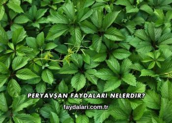 Peryavşan Faydaları Nelerdir?