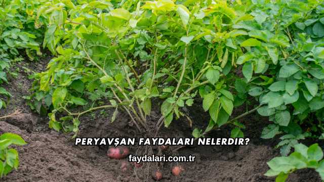 Peryavşan Faydaları Nelerdir?