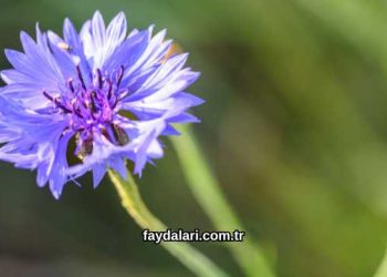 Peygamber Çiçeği Çayı Faydaları Nelerdir?
