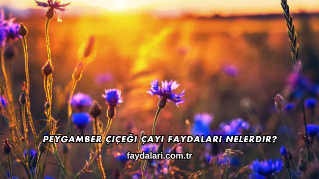 Peygamber Çiçeği Çayı Faydaları Nelerdir?