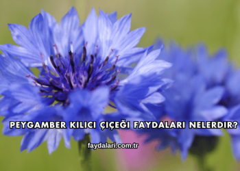 Peygamber Kılıcı Çiçeği Faydaları Nelerdir?