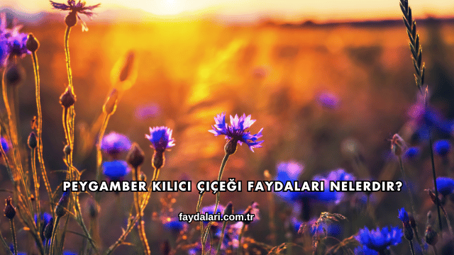 Peygamber Kılıcı Çiçeği Faydaları Nelerdir?