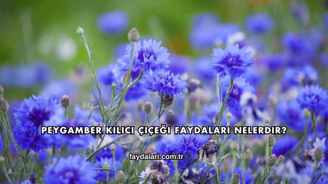 Peygamber Kılıcı Çiçeği Faydaları Nelerdir?