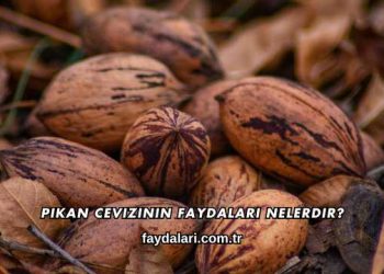 Pikan Cevizinin Faydaları Nelerdir?