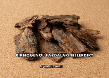 Piknogenol Faydaları Nelerdir?