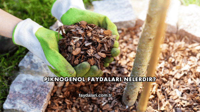 Piknogenol Faydaları Nelerdir?