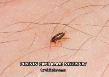 Pirenin Faydaları Nelerdir?