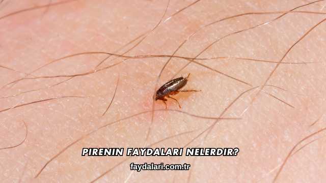 Pirenin Faydaları Nelerdir?