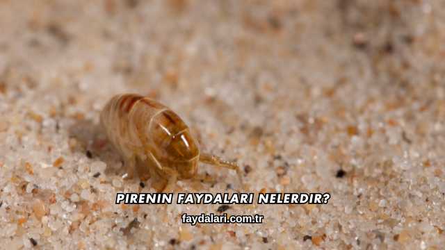 Pirenin Faydaları Nelerdir?