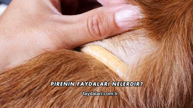 Pirenin Faydaları Nelerdir?