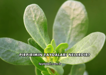 Pirpirimin Faydaları Nelerdir?