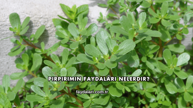 Pirpirimin Faydaları Nelerdir?