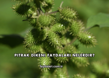 Pıtrak Dikeni Faydaları Nelerdir?