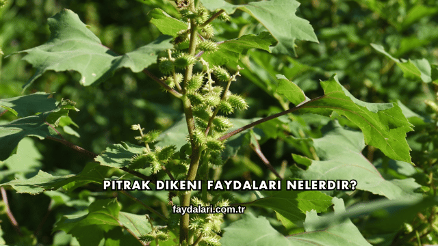 Pıtrak Dikeni Faydaları Nelerdir?